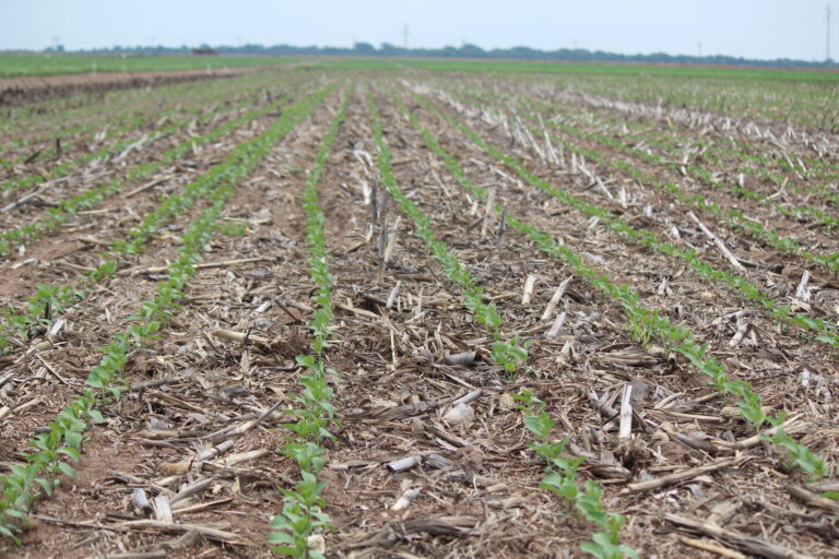 Soja: clima desfavorável ao plantio e demanda aquecida podem melhorar Chicago e mercado brasileiro
