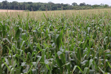 Plantio do milho no RS em 80%, mas o da soja está atrasado pelo clima