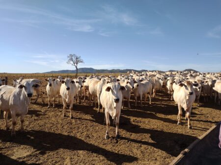 Ciência tenta explicar fertilidade de novilhas pré-púberes