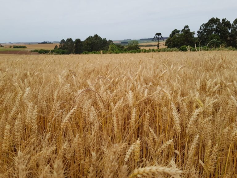 Produtividade do trigo no RS é quase 30% menor que a esperada