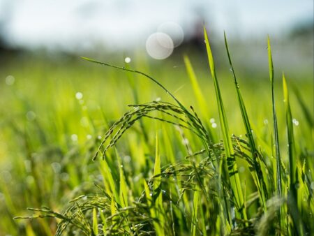 Arroz gaúcho bate recorde de preço