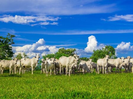 Produção de carne bate recorde em 2023