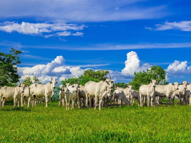 Produção de carne bate recorde em 2023
