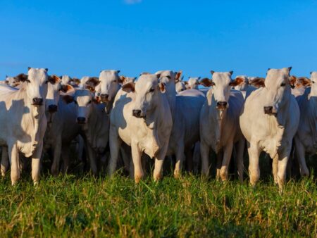 Boi gordo valorizou em outubro, mas houve menos transações