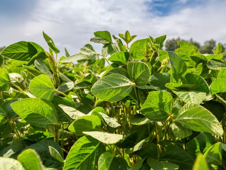 Soja: produtores de Cornélio Procópio (PR) devem encerrar o plantio até o fim de semana