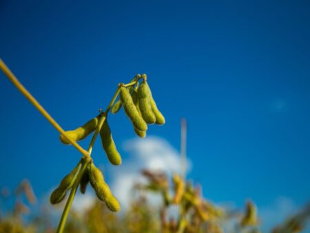 Soja: chuva traz alívio a produtores do Centro-Oeste e Sudeste