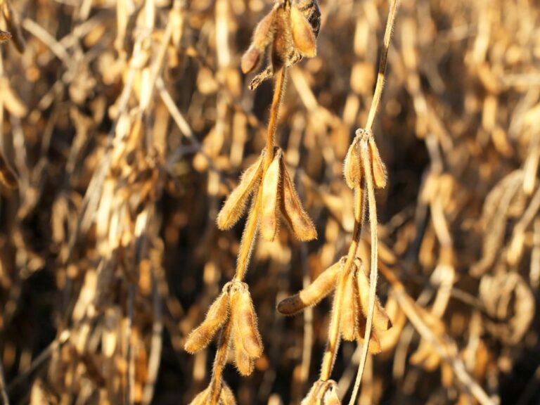 Importações da soja chinesa podem chegar a 100 mi de t