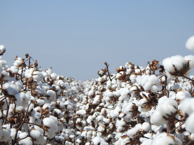 Algodão mais competitivo que o milho leva a recorde de área no MT