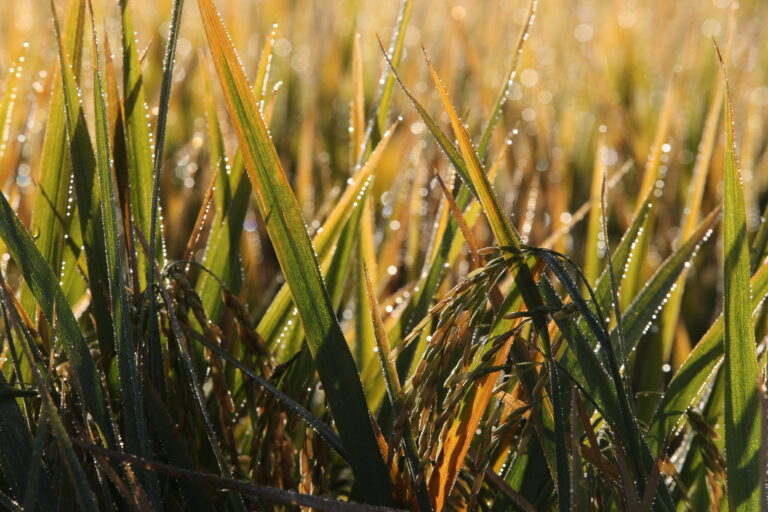 Arroz segue com movimento consistente de alta