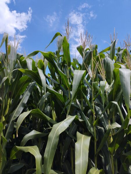 Oferta desaquecida segue elevando os preços do milho