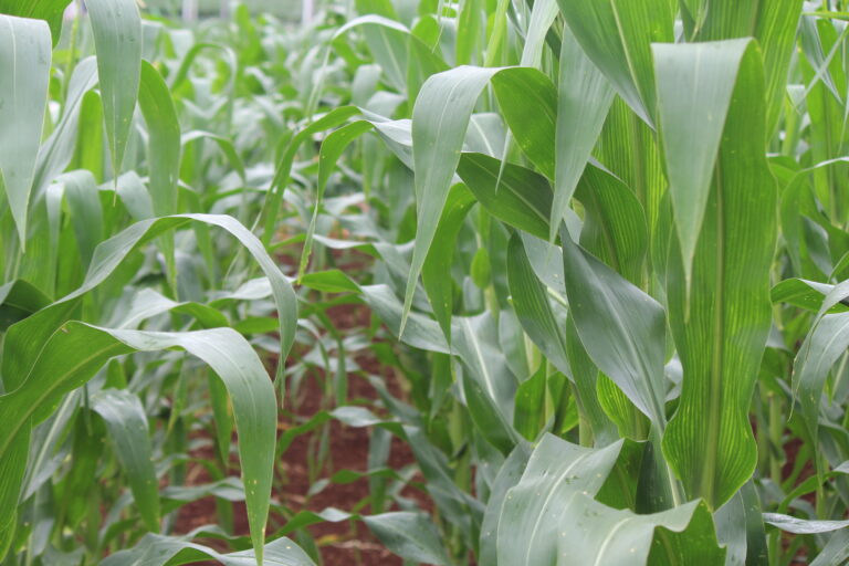 Preços e clima reduzem a área de milho em 6,27% no MT