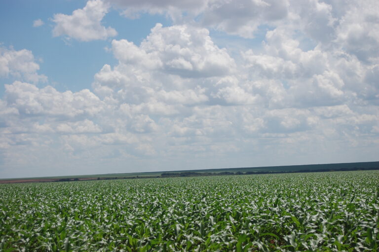 Oportunidade à vista para o produtor que possuir milho para venda