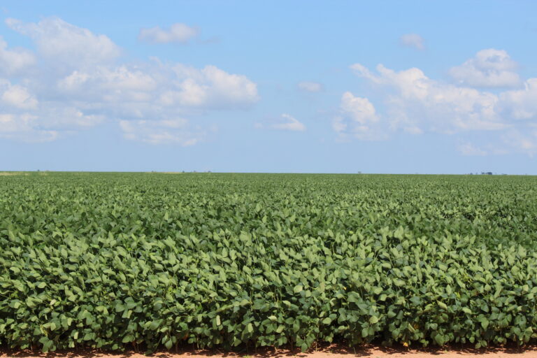 Qual o tamanho das perdas da soja no MT