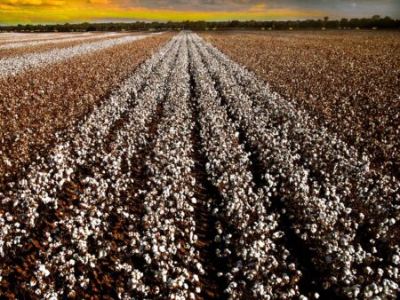 Algodão: o que explica a queda nos preços?