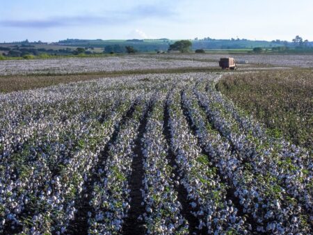 Algodão tem liquidez baixa no spot