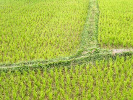 Arroz: preços batem recordes no RS