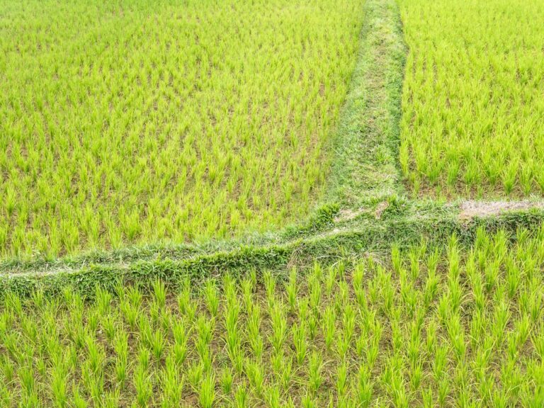 Arroz: preços batem recordes no RS