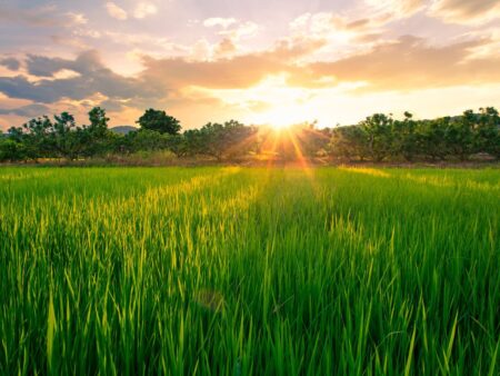 Arroz gaúcho valoriza mais de 8% na 1ª quinzena de dezembro