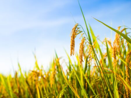 Mercado de arroz se despede de novembro desafiando expectativas