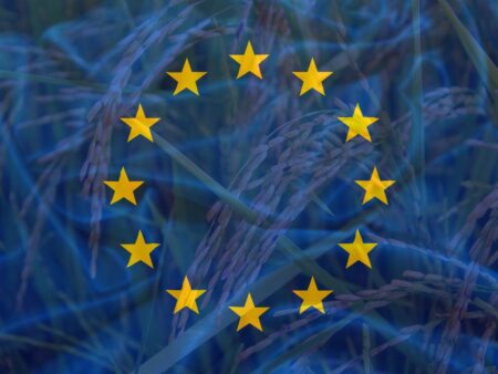 Arroz: produção na UE deve ultrapassar 1,4 mi de t em 2023/24