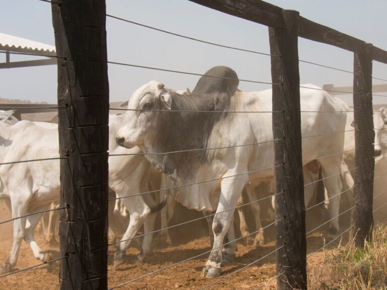 Boi gordo: preços estáveis em São Paulo; veja outras regiões também