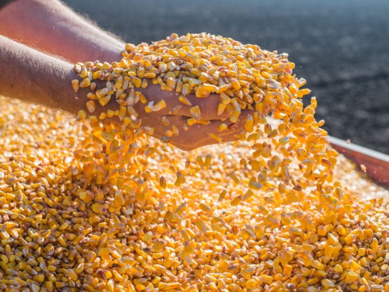 Milho: exportações podem passar de 7,3 mi de t em dezembro