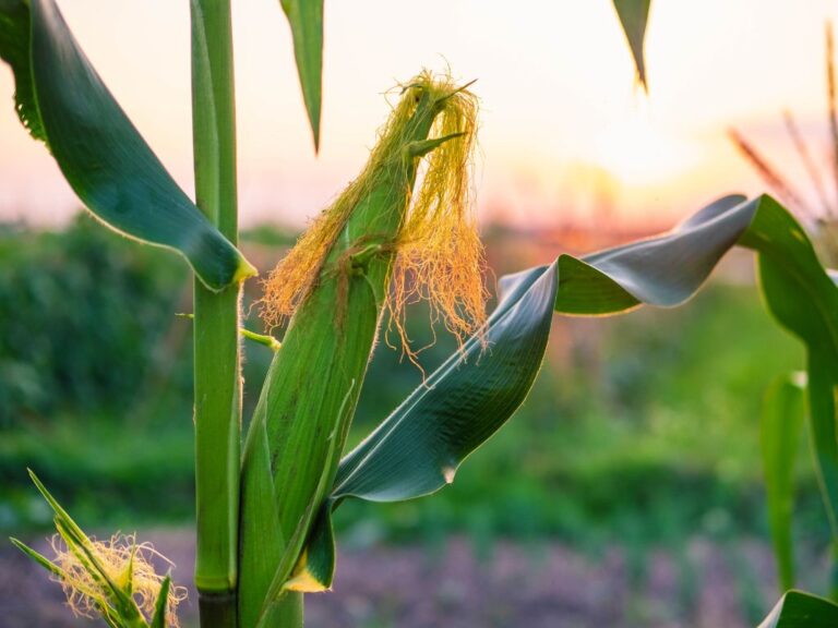 Milho: plantio da safra verão está quase em 100%