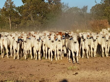 Boi gordo: preços se sustentam no começo de dezembro