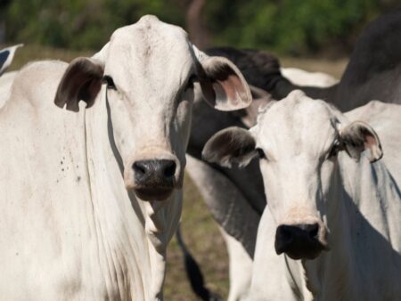 Boi gordo tem leve alta na arroba em SP