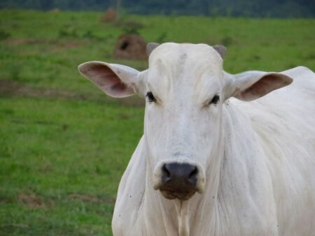 Boi gordo tem mais um dia de alta em SP
