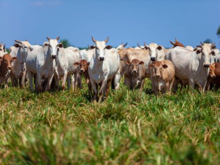 Boi gordo tem ligeira alta em SP