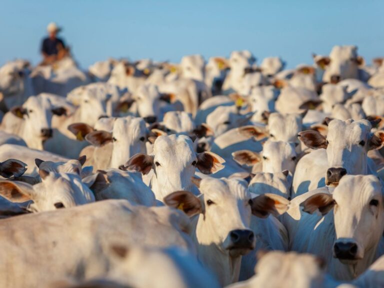 Boi gordo têm preços em alta em dezembro