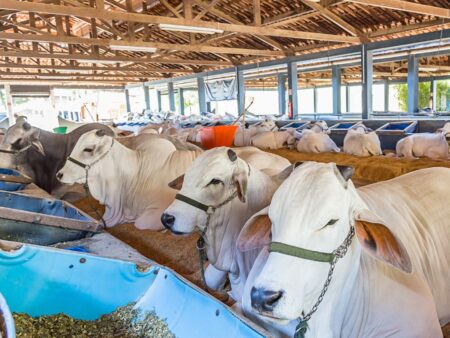 Boi gordo tem preços estáveis nesta quinta-feira (14)