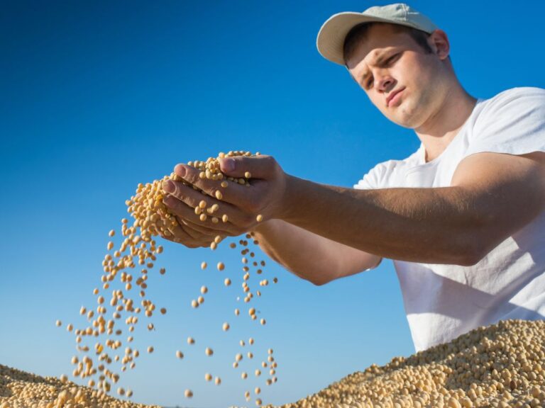 Soja em grão: produção deve chegar a quase 160 mi de t