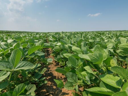 Soja: condições são animadoras nas lavouras e no clima de Cornélio Procópio (PR)