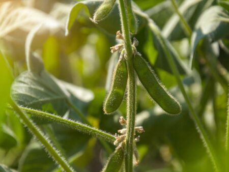 Soja: plantio passa por dificuldades na regional de Bagé/RS