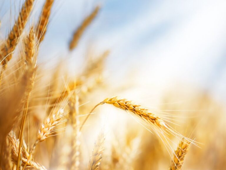 Trigo tem semana com lentidão nos negócios