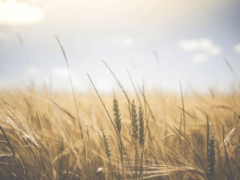 Trigo tem semana de poucos negócios