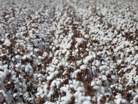 Algodão: a primeira estimativa de custo da safra 2024/25 no MT