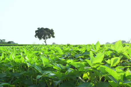 Clima promete ser favorável ao andamento da soja nos próximos dias