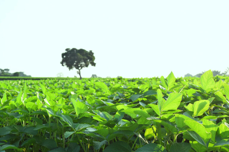 Clima promete ser favorável ao andamento da soja nos próximos dias