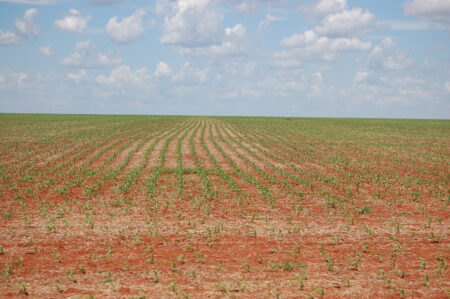 Milho: Paraná inaugura a segunda safra brasileira 2024