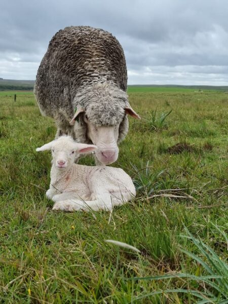 Ovinos “Ideal” quase triplicam rendimento em carne e lã