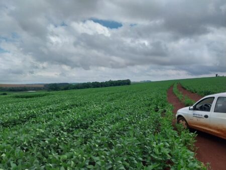 Clima colabora para o bom desenvolvimento da soja gaúcha