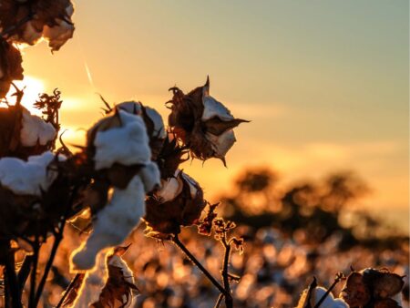O que tem potencializado os embarques de pluma de algodão?