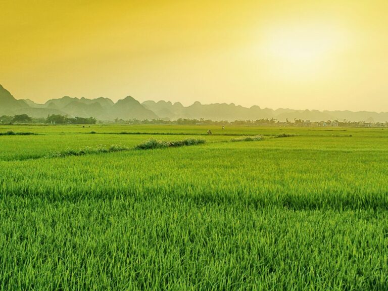 Arroz em ritmo de queda