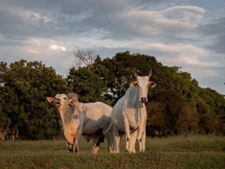 Boi cai mais de 10% em 2024