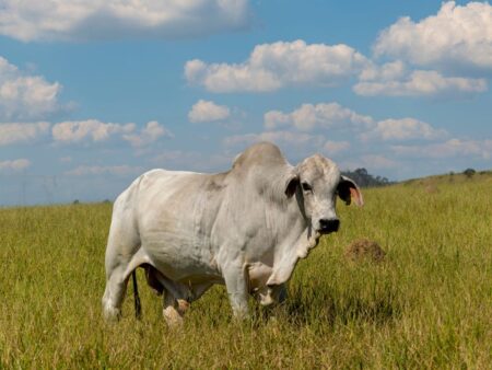 Boi gordo encerra a semana com queda em SP