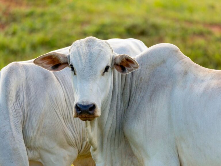 Primeira cotação do boi de 2024