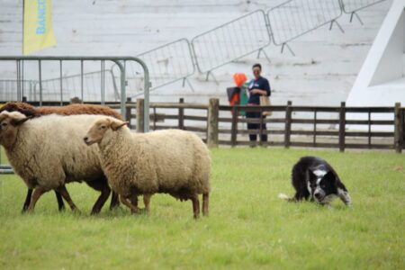 Competição de pastoreio terá sua grande final neste fim de semana
